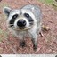 mapache_03