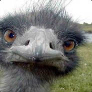 Fierce_Emu