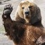 markusbear