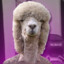 juan alpaca