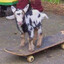 Cabra en patineta