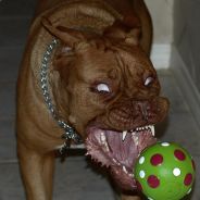 chi - steam id 76561197971276694