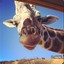 imagiraffe