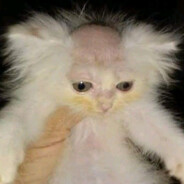 Ƥђαηтσм𝓬𝓸𝓻𝓿σ