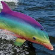 rainbowdolphin