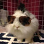 Bunnily enough