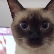 不甘橙猫猫的事