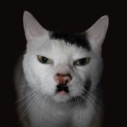 Miaudolf Kittler avatar