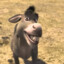 donkey