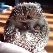 Egoy - steam id 76561197970992354
