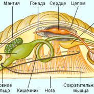 чебурек на аве