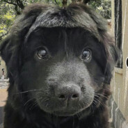 队友又唐又骂娘