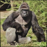 The Monkey you wish you were