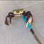 Gangster Crab