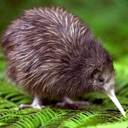 KingofKiwis