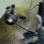 carpincho gamer #UnmuteF2Ps