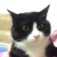 君子之胶淡如水