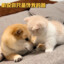 xiaowanghhh