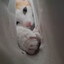 Hooman