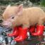 pIgLeT