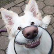 gronzoSMASH - steam id 76561197965556661