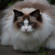 ПУШИСТЫЙ ПИДР