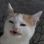 VexoneK