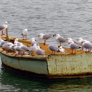 A Boat Full of Seagulls