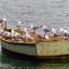 A Boat Full of Seagulls