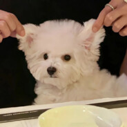 我会照护好你的白化