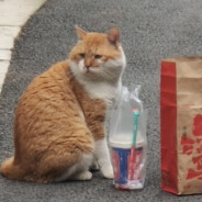 樱桃小完犊子丶