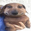 cute dog