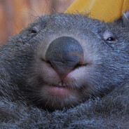 AnActualWombat