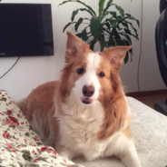 我是一只傻狍子