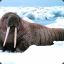 Walrus Lord