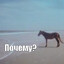 Казахский Конь