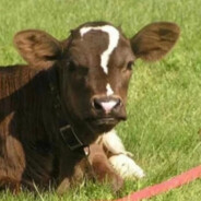 介于两石之间十分中正