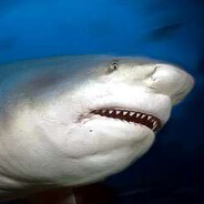 Тупорылая акула♿