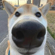 doge's avatar