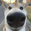 Terrorist doge