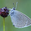 al