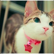 花朵的小喵喵·