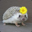 Hippie Hedgehog