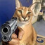 hippolovercatlover