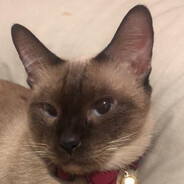 evie