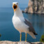 GigaSeagull