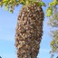 not the bees