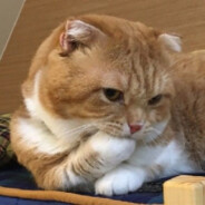 欸嘿嘿，小、猫、咪。