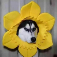 你回家吃饭吗 宝贝