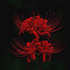 Lycoris Radiata